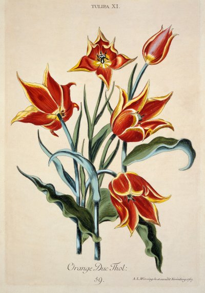 Oranje tulp, uit 